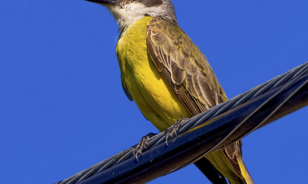 A Tropical Kingbird encounter in eastern NC